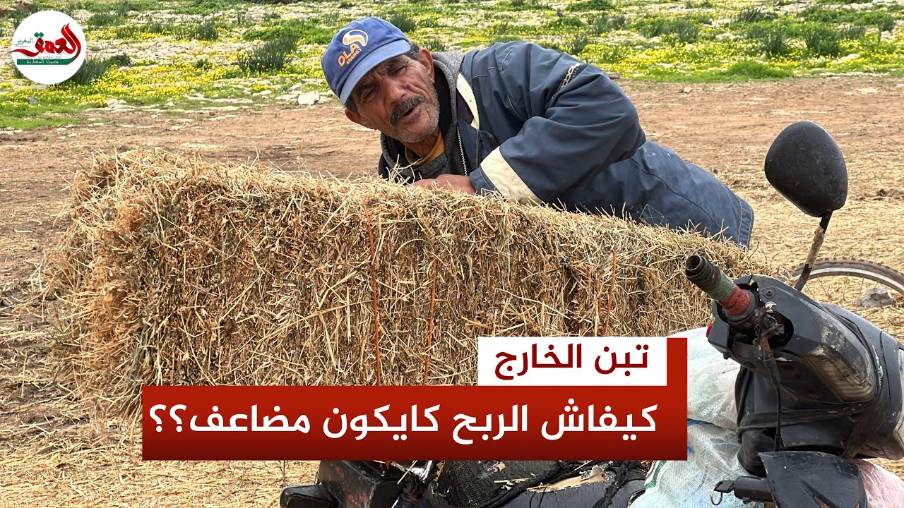فلاحون يكشفون مفارقة التبن بالمغرب: بالة مستوردة بوزن 25 كلغ أرخص بـ 30 درهما من مثيلتها المحلية