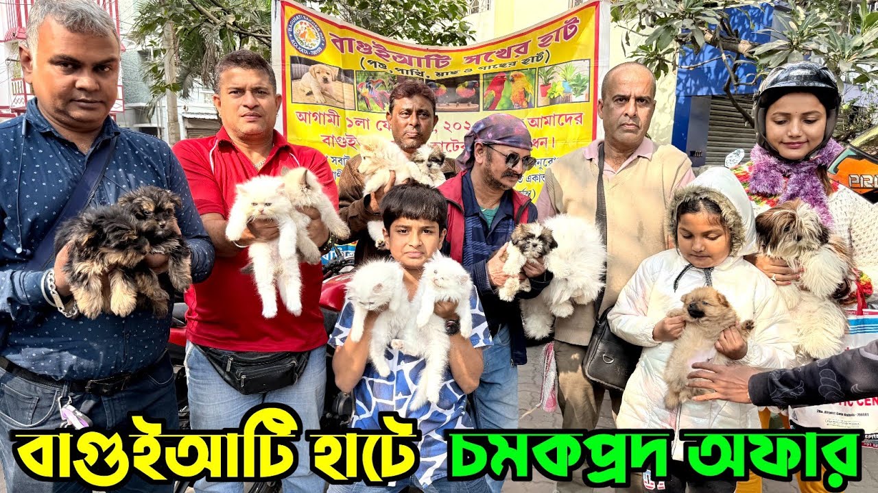 Persian Cat. Cat Market in Kolkata. Pet Market in Kolkata. Dog Market in Kolkata Price.