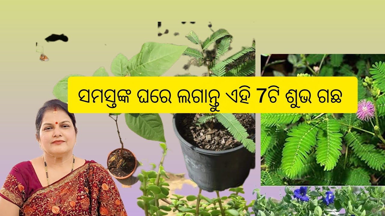 ସମସ୍ତଙ୍କ ଘରେ ଲଗାନ୍ତୁ ଏହି 7ଟି ଶୁଭ ଗଛ /Lucky plants for every home 