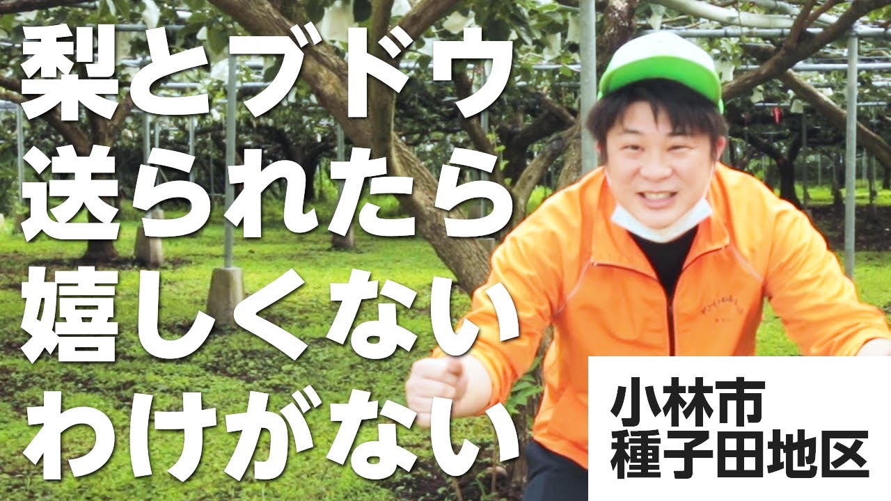 水の町は梨とブドウが美味しい - 宮崎県小林市