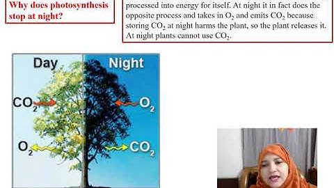 Class 6,Science,Chapter 5,Photosynthesis,Lecture video 2, 08 10 2020