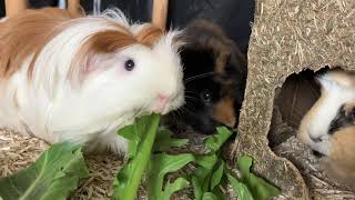 Guinea pigs eating fresh dandelions