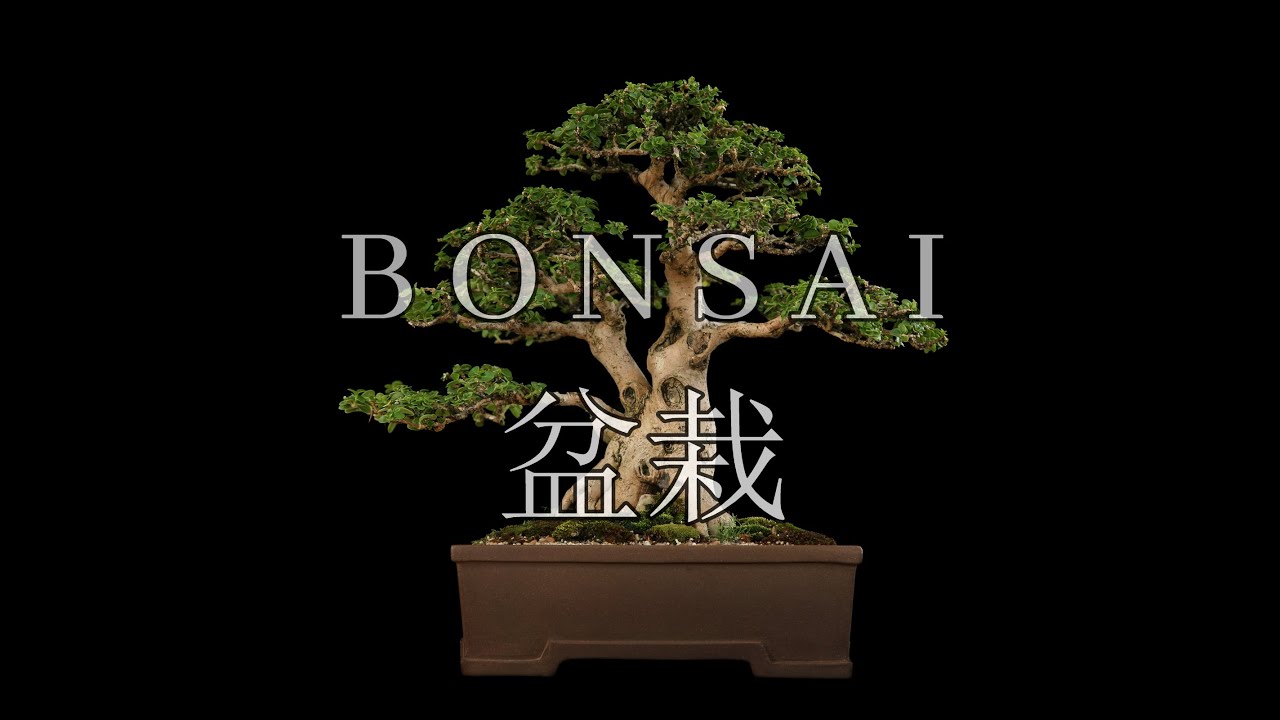 Bonsai 盆栽 - Original Song - YouTube