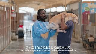 Paw-Er Up With Sungrow Making A Difference For Shelter Dogs