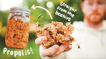 What Is Propolis? | Harvesting Propolis From Bee Hives & Making a Propolis Tincture