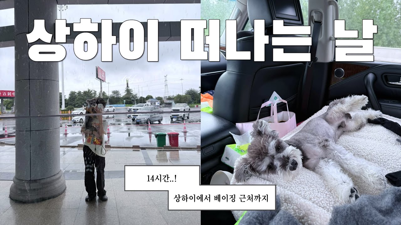 🇨🇳vlog | 14시간 1,200km 강아지랑 차타고 중국 횡단? | 상하이 마지막 기록 | 중국브이로그 | 한중커플