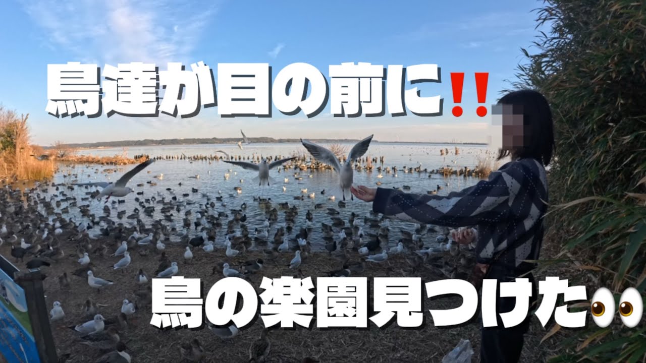 【茨城県潮来市】知らなきゃ損！鳥達に触れ合える穴場スポットがあった！🦆🦢
