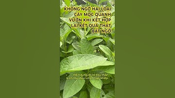 Đừng chặt bỏ hai cây này! Chúng chính là ‘thần dược’ của người bị đau nhức xương khớp