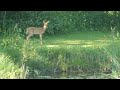 White Tail Deer Fawn playing in the pond