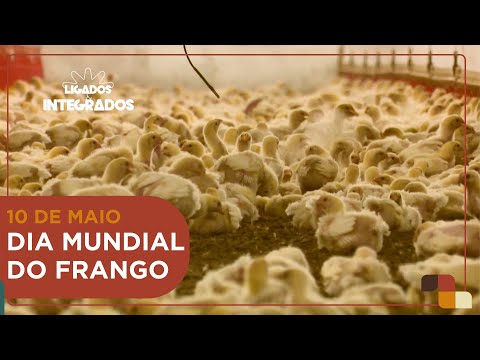 Dia Mundial do Frango: a carne mais consumida em todo o mundo | Ligados & Integrados - 09/05/2024