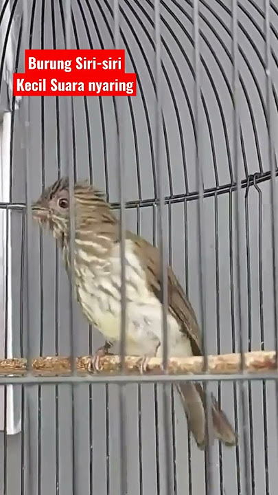 Burung Siri-siri Kecil Gacor Mbeset Suara nyaring dan Melengking 'Masteran Burung Murai Batu'