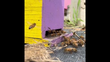 Buzzing Beehive  Nature