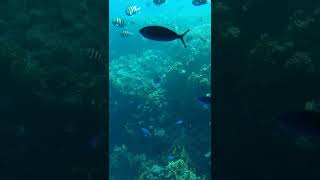 красное море шарм эль шейх