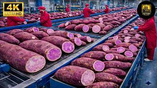 Inside Factory: A modern purple sweet potato processing line (Full Process)