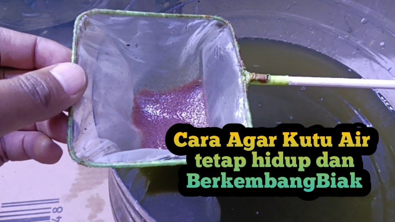 Cara Agar Kutu Air tetap hidup dan berkembangbiak | Kultur kutu air dengan gampang