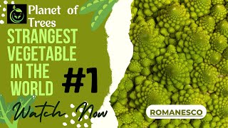 An incredible Vegetables in the world is Romanesco Broccoli // #01 // Planet of Trees