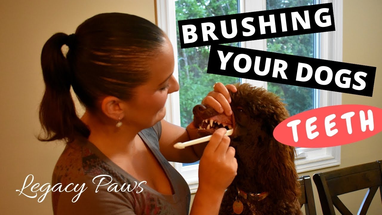 Brushing your Dogs Teeth YouTube