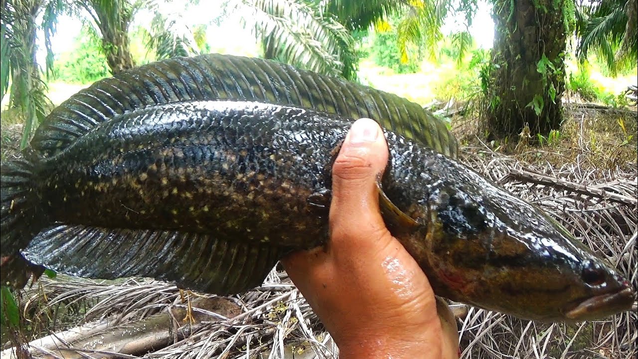 MANCING IKAN BUJUK ID RAWA LAGI² UMPAN JANGKRIK 