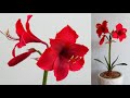 How To Make Amaryllis Paper Flower / Paper Flower / Góc nhỏ Handmade