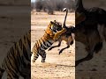 #DreamScreenAI #Tiger vs #Ostrich #shorts