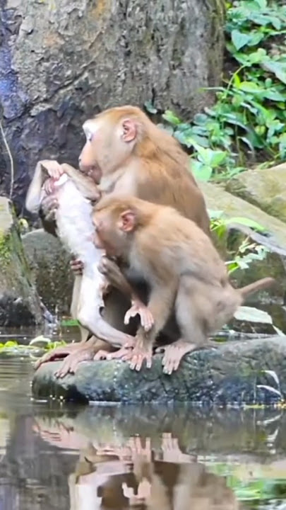 Anak monyet yang nakal #funny #monkey #animals