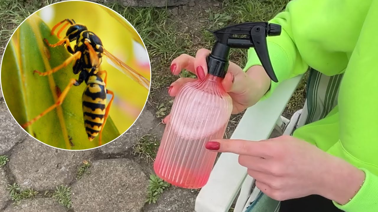 Add this to water and spray around. Wasps won’t come near - YouTube