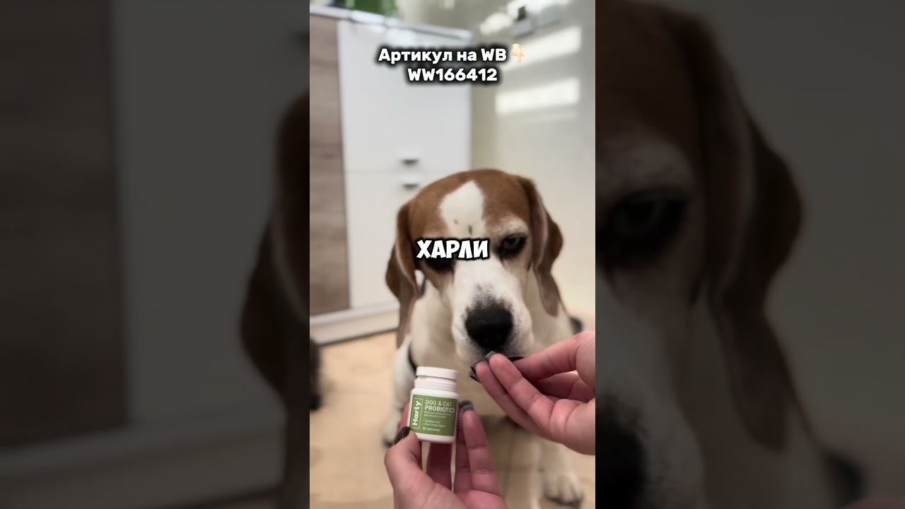 Пробиотики для собак на WB 