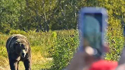 On October 3rd, 2024, Grizzly Killed While Attacking Wyoming Elk Hunters