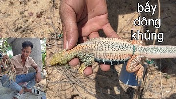 Sống ở biển bẫy dông bằng ống nhựa pvc,cung tre hiệu quả bắt toàn dông khủng cùng #xomlaytv