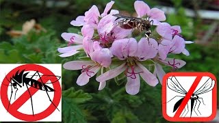 10 Plants to repel mosquitoes naturally