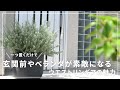 【新築ガーデン】玄関前はウエストリンギアで決まり!モダンなお家に似合う魅力的な植物のご紹介