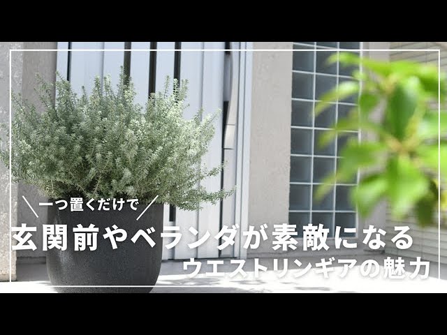 New Garden] Westlingia is the perfect choice for your entrance