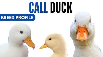 Call Duck Breed Profile History Health Issues - Call Duck Egg Ratio Lifespan