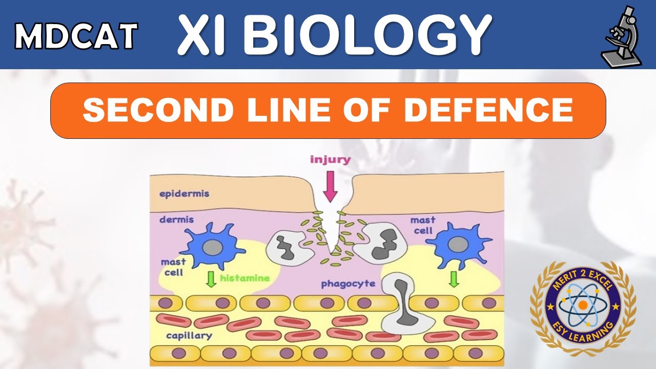 Second line of Defense - Immunity | Chapter 10 | XI Biology New | MDCAT | By Sir Naveed