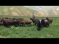 Tajik male Gissar sheep from Barakat farm