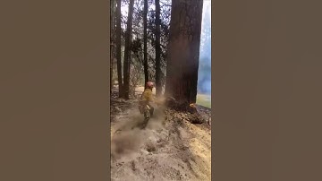 Inside of a tree on fire, fell by firefighters. #crazyvideo #forestfire #tree #firefighter