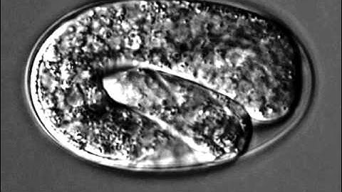 Embryonic development of C. elegans