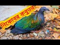 নিকোবর কবুতর_Nikobor Pigeon 🕊️🕊️