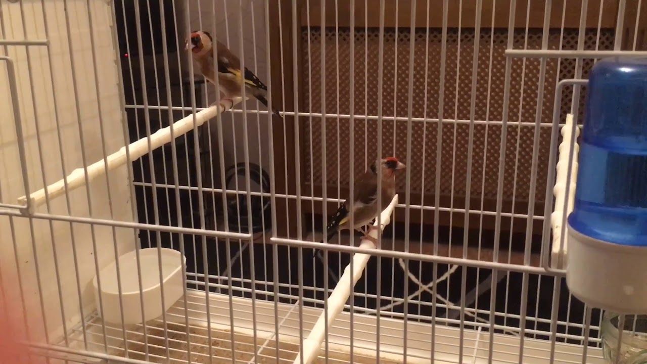 متابعة طرق إنتاج المقنين فى القفص الموضوع التانى