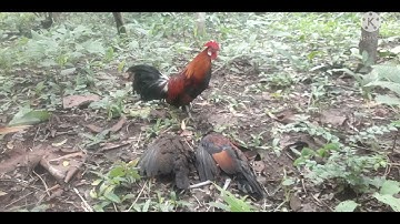 ต่อไก่ป่า Dib qaib qus tau 2 tug ua kes 14-7-2021