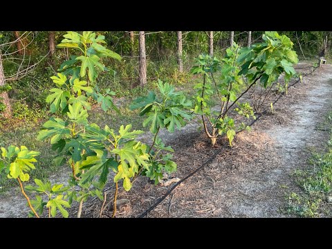 ستندم لو زرعت التين بغير هاي الطريقة زراعة التين من طقطق لنهاية  زيادة النمو والثمار