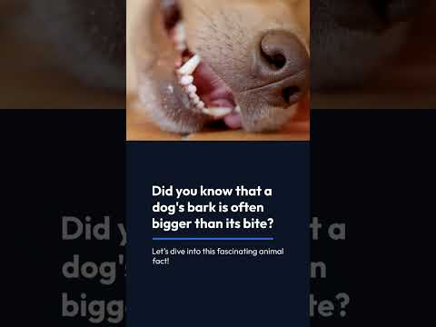 Understanding the dog bark | Dog's Bark Is Bigger Than Its Bite #doglanguage
