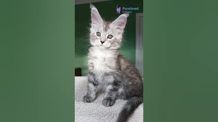 Video 11673761: coon kitten mainecoon, maine coon female kitten, maine coon black silver
