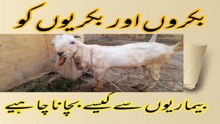 How to Protect your goat from disease in hindi/अपनी बकरी को बीमारी से कैसे बचाएं हिंदी में