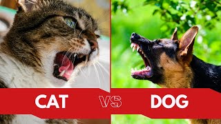 DOGS VS CAT! Are You Team Dog or Team Cat?| Cats Vs Dogs: Which Makes a Better Pet? | Dog Training by All For Love 77 views 6 months ago 3 minutes, 11 seconds