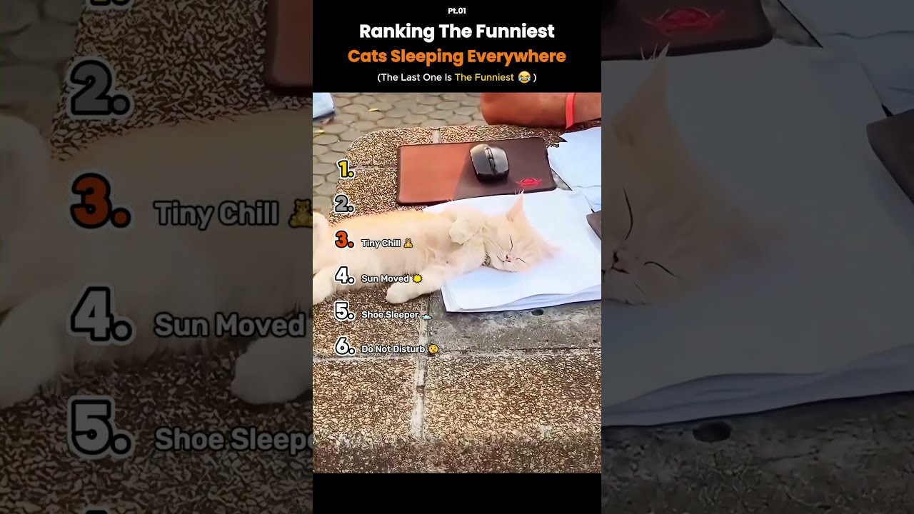 Ranking the Funniest Cats Sleeping Everywhere Moments 🐱💤 #funny #cats