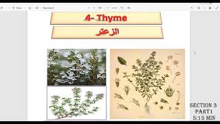 فوائد الزعتر واستخداماته  | thyme benefits for health | أصل المعلومة