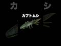 このワーム何に見えるってカブトムシだ！最新バス釣りワームレビュー #バス釣り #釣り #魚釣り #fishing