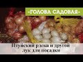 Голова садовая -  Птуйский рдека и другой лук для посадки