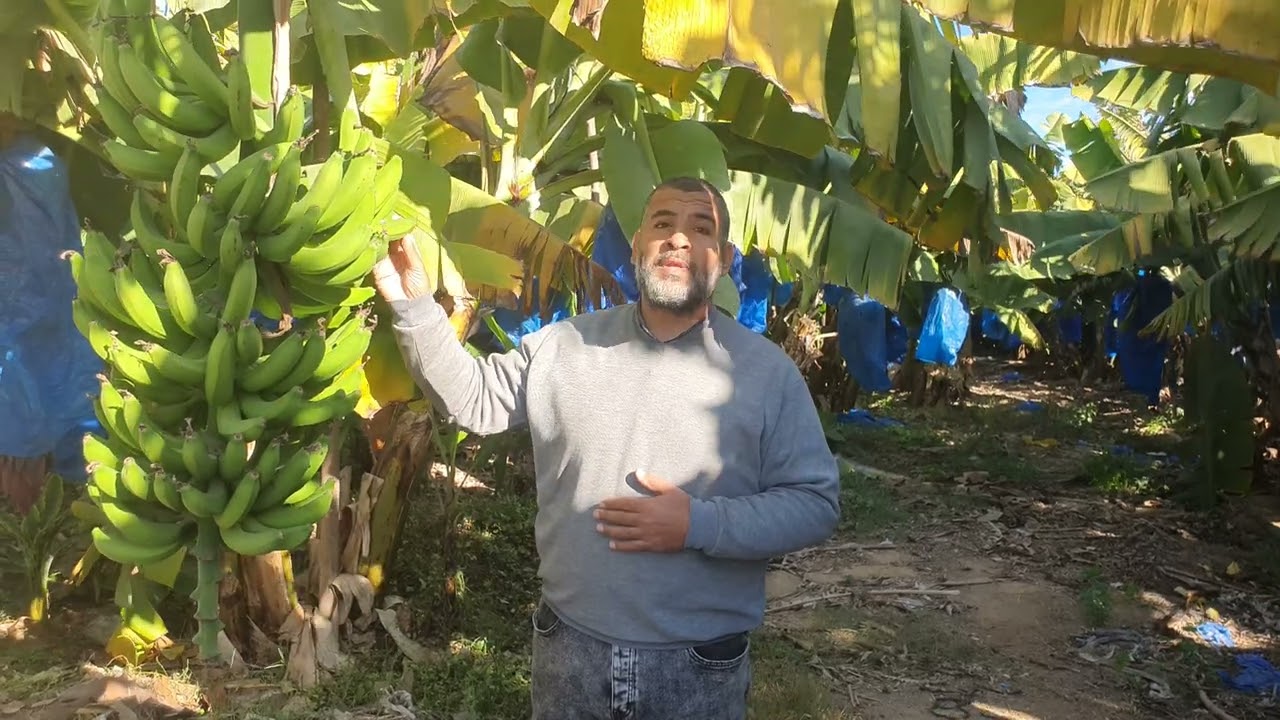 اهم الاعمال فى شهر يناير والاستعداد لزراعه الموز فى شهر مارس